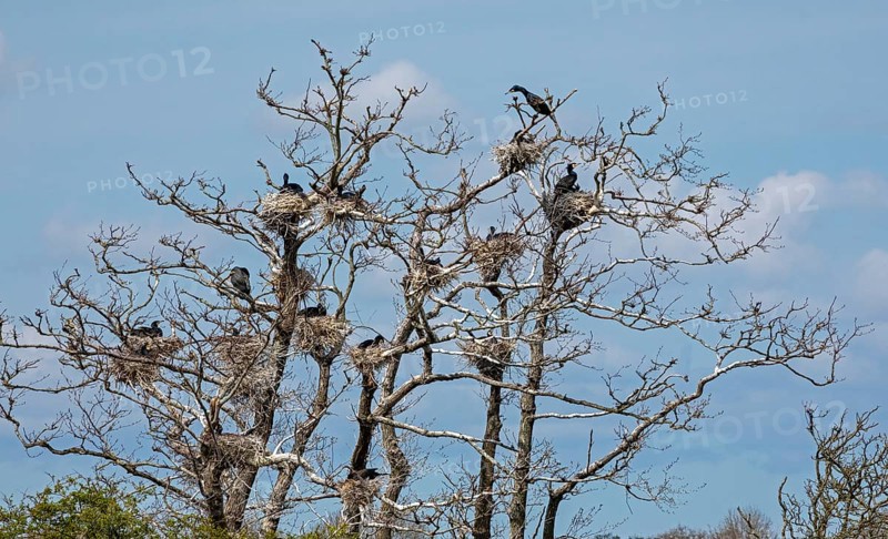 Cormorant breeding colony