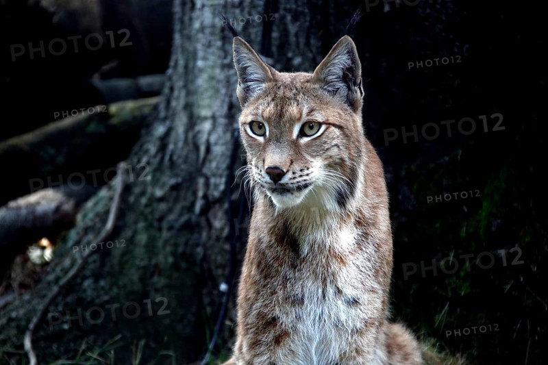 Lynx