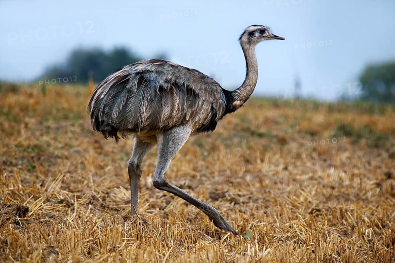 Nandu in the valley of the Wakenitz
