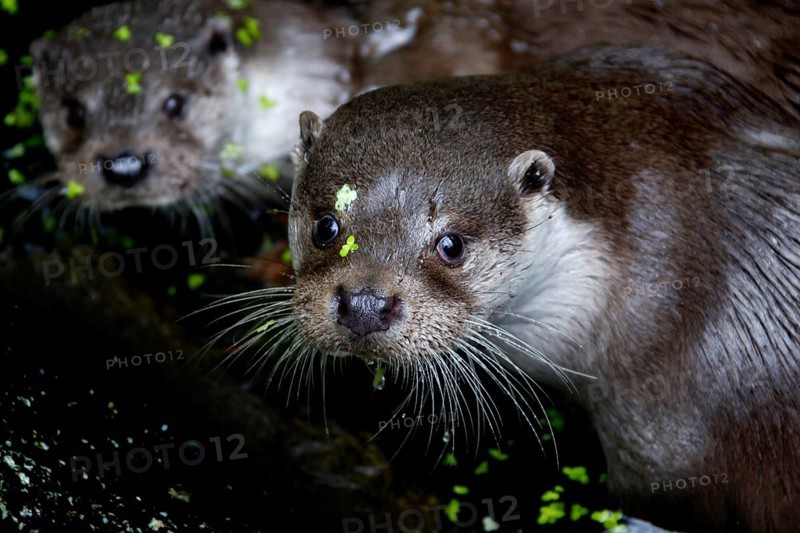 Otter