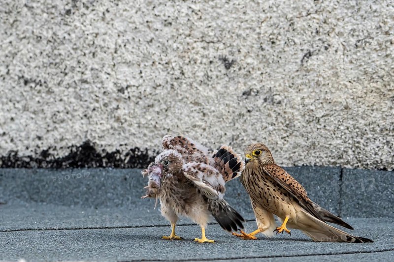 Common Common Kestrel (Falco tinnunculus)