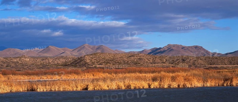 Wintering area of snow geese Bosque del Apache Nature Reserve