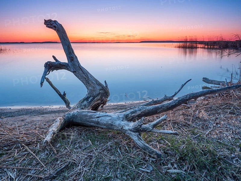 Bathing place with driftwood at the Peenestrom at sunset