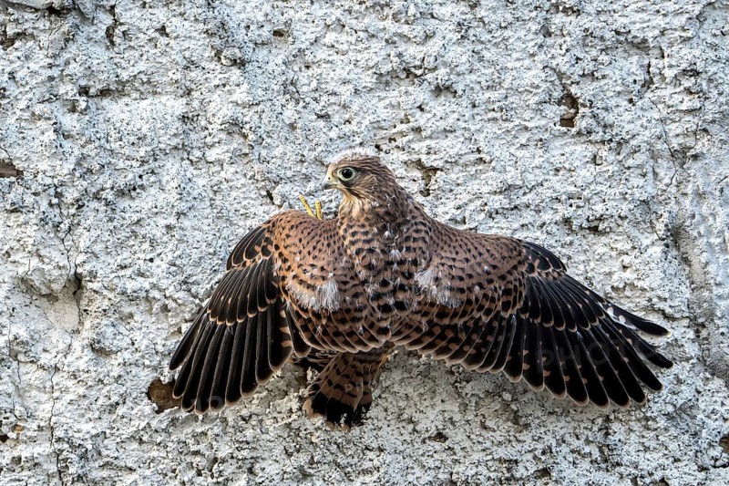 Common Common Kestrel (Falco tinnunculus)