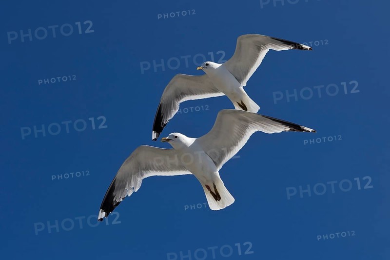Two Gulls (Larus canus) flying synchronously with a recognisable hand-wing pattern