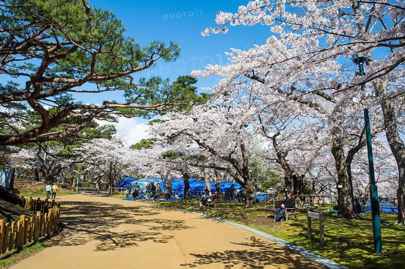 Cherry blossom in the Hakodate park