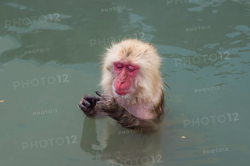Hot-Tubbing Monkeys