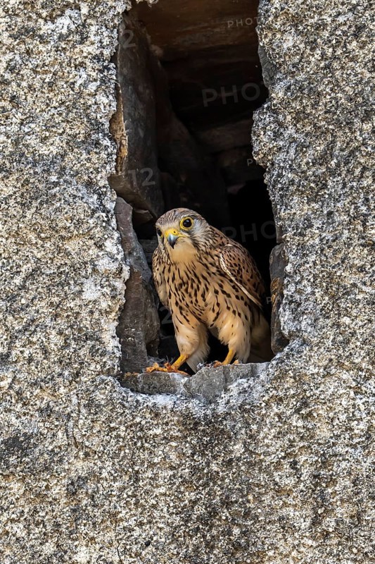 Common kestrel (Falco tinnunculus)