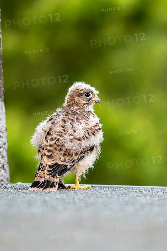 Common Common Kestrel (Falco tinnunculus)