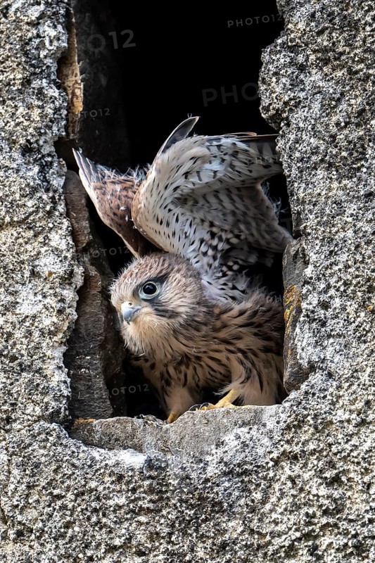 Common Common Kestrel (Falco tinnunculus)