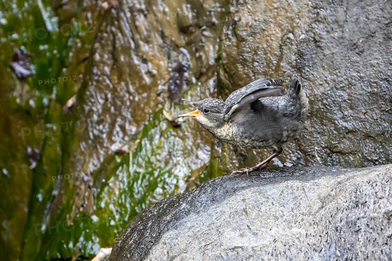 White-throated Dipper (Cinclus cinclus)