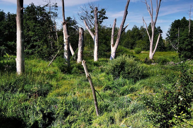 Ohraue with dead trees