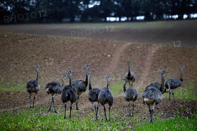Nandus in the valley of the Wakenitz