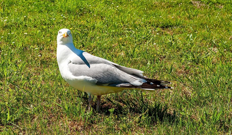 Lesser black-backed gull (Larus fuscus) in Greetsiel