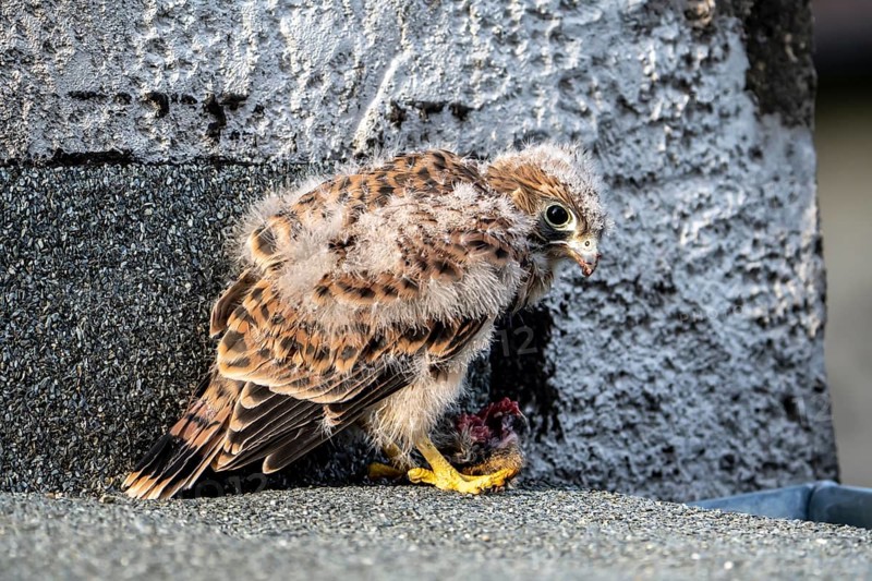 Common Common Kestrel (Falco tinnunculus)