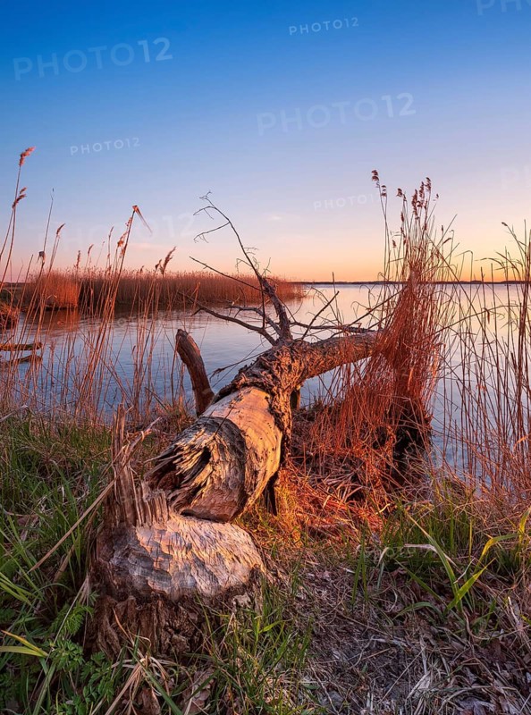 Tree felled by beaver on the Peene River