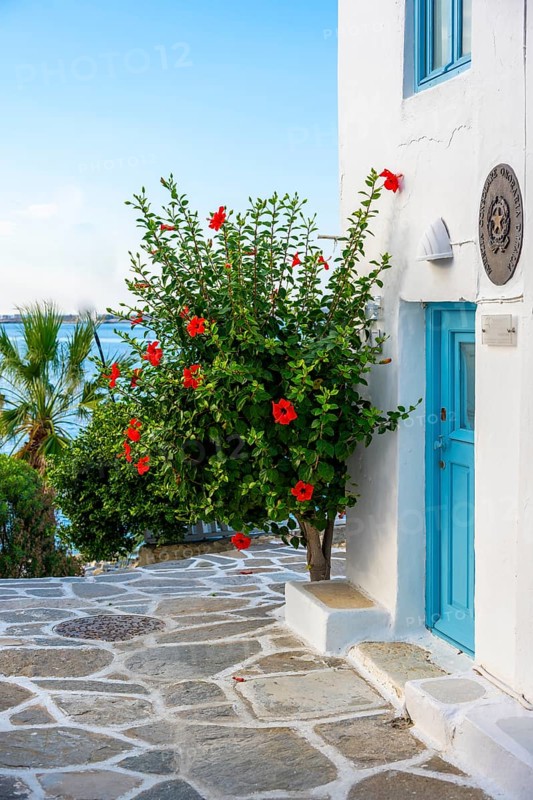 Cycladic house with blue door and blooming flowers