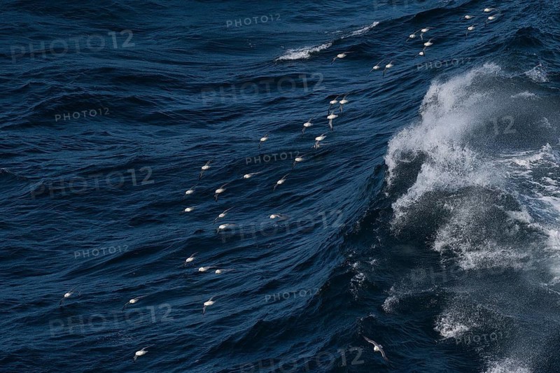 Northern fulmars (Fulmarus glacialis) in flight