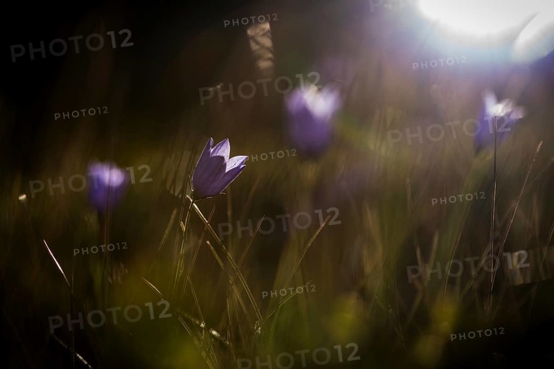 Harebells (Campanula rotundifolia)
