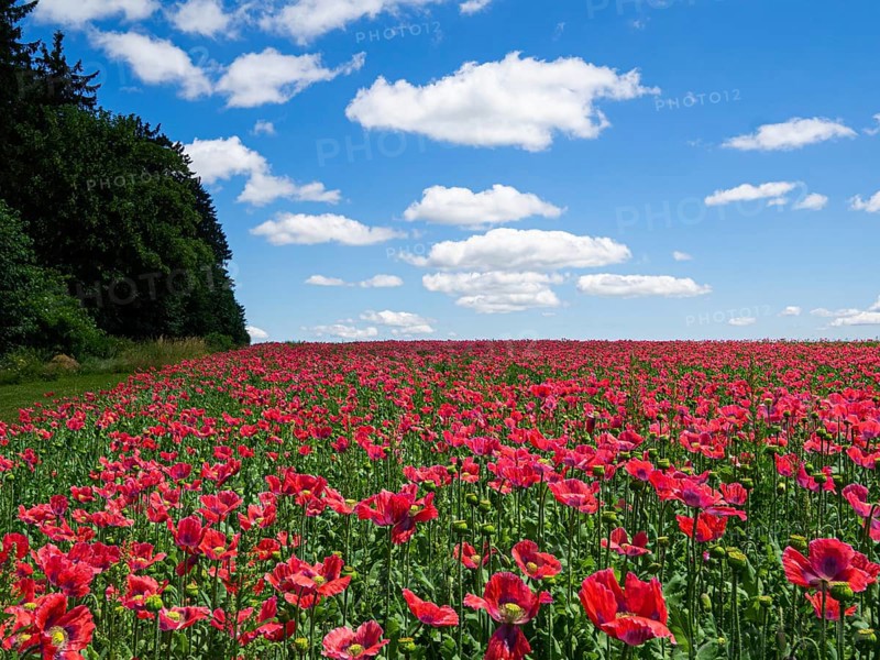 Poppy field
