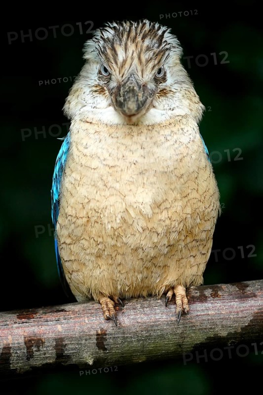 Blue-winged Kookaburra (Dacelo leachii) Blue-winged Kookaburra