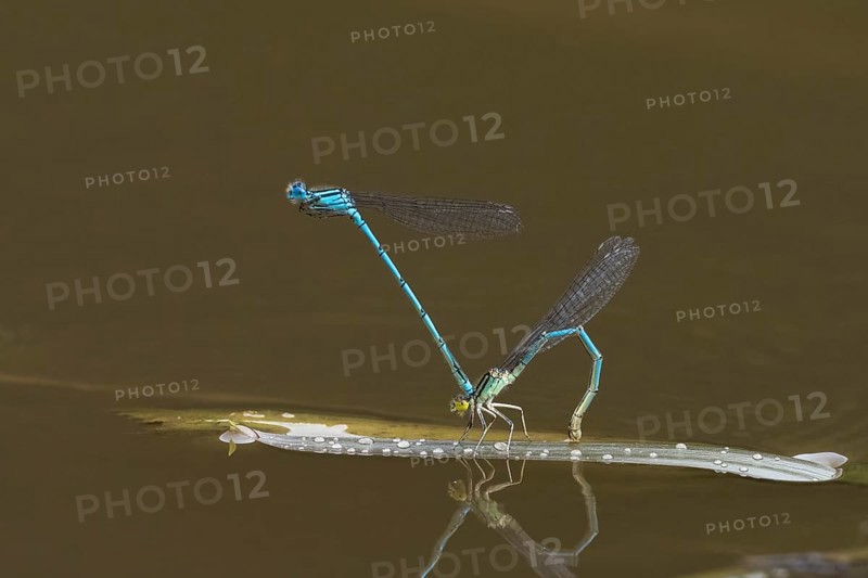 Azure damselflies (Coenagrion puella) laying eggs