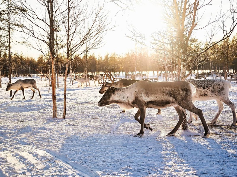Reindeer (Rangifer tarandus) in the snow with sun