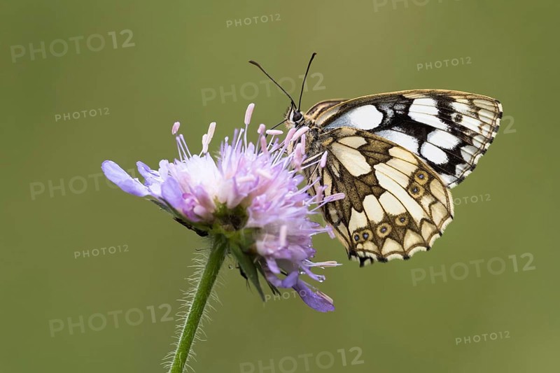 Marbled white (Melanargia galathea) on Field scabious (Knautia arvensis)
