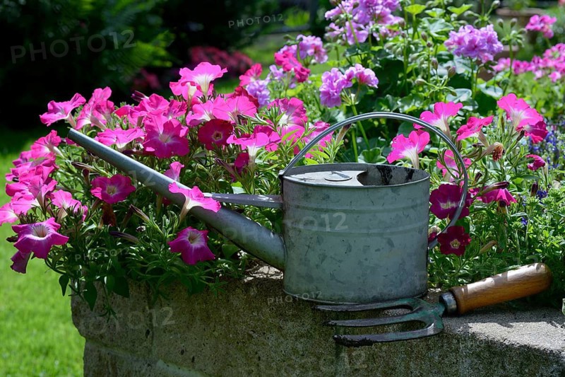 Watering can and blooming flowers on wall