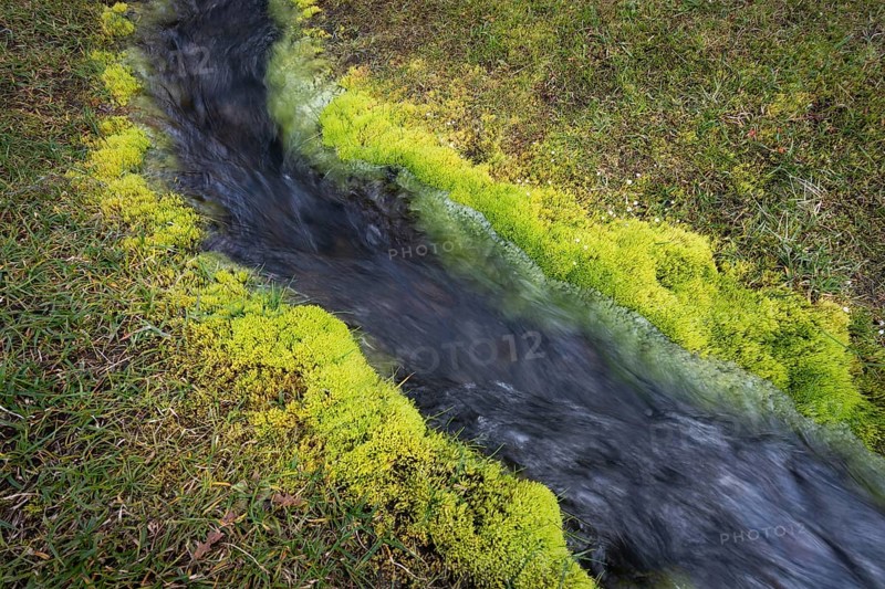 Green aquatic moss (Fontinalis antipyretica)