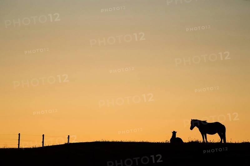 Silhouettes of Icelandic horses in a meadow