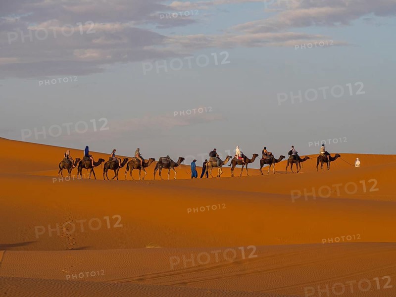 Tourists ride on Dromedary (Camelus dromedarius)