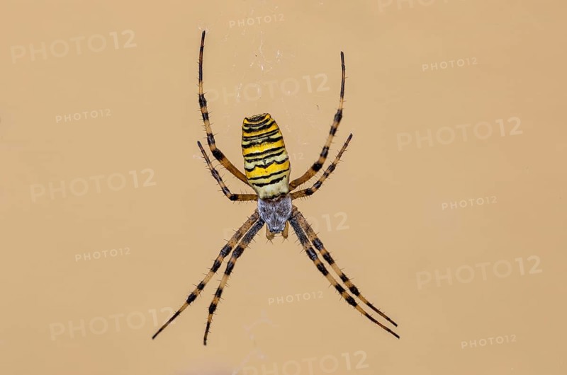 Wasp spider (Argiope bruennichi) in the garden