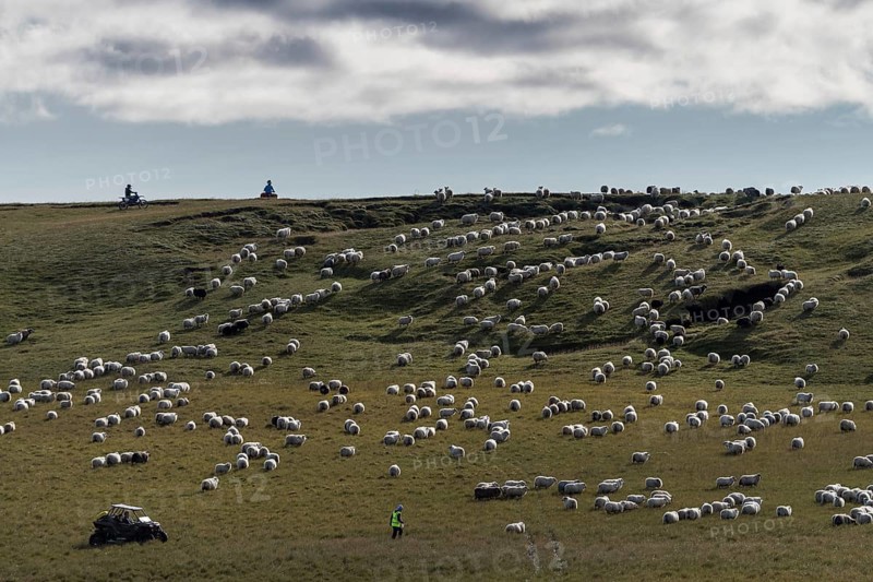 Domestic sheep (Ovis aries)