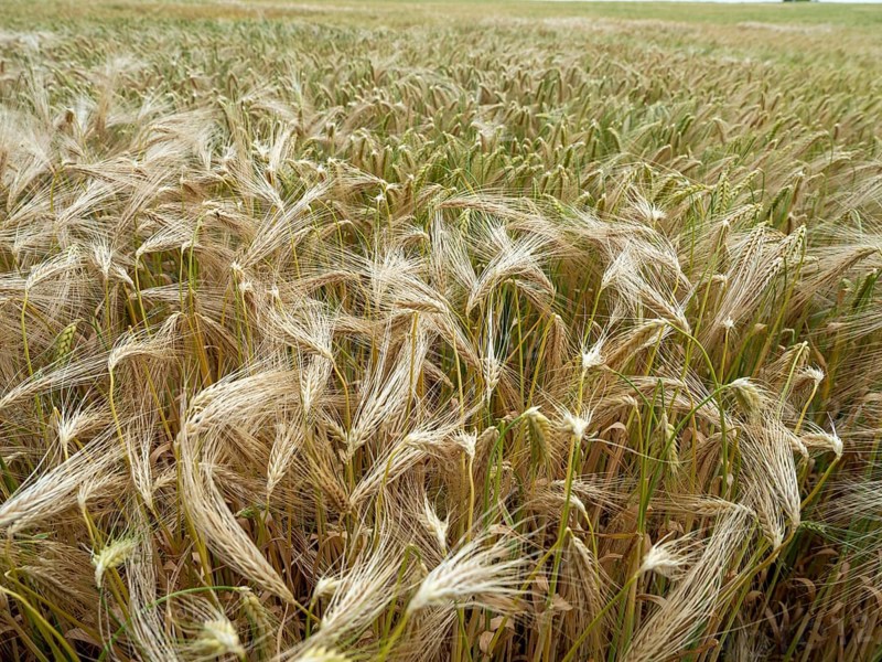 Grain field in the Rundlingsdorf Meuchelfitz