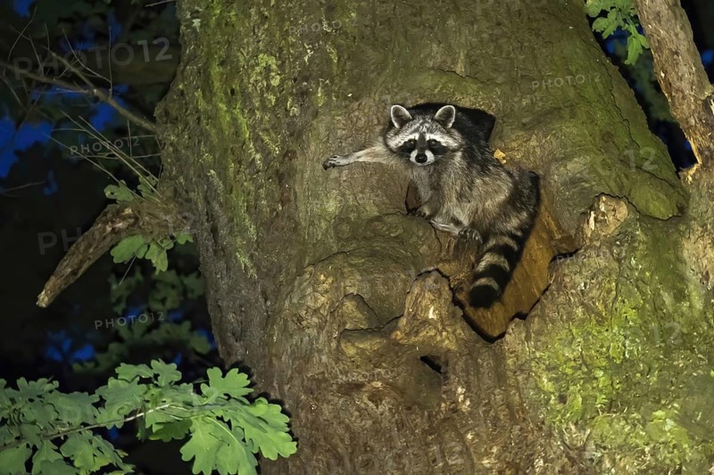 Raccoon (Procyon lotor) in front of its tree den