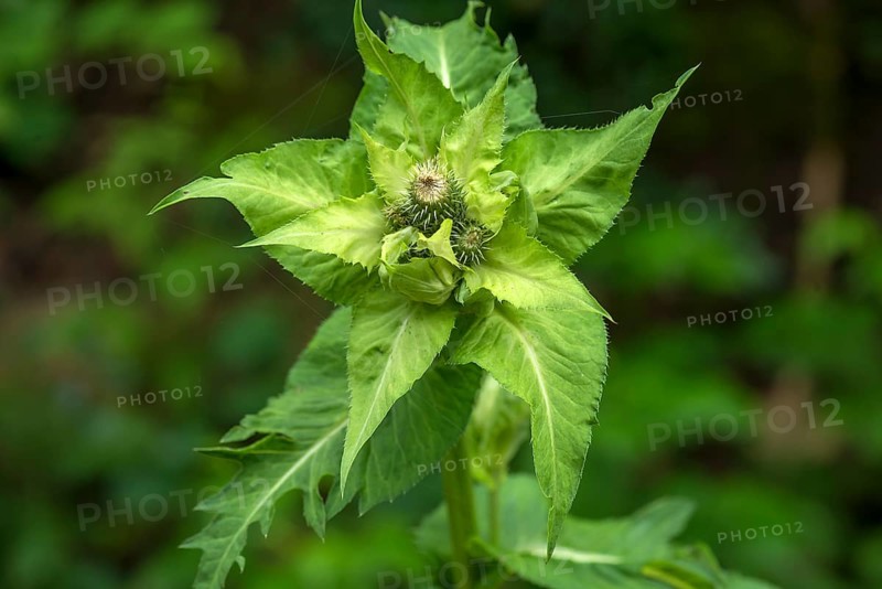 Cabbage Thistle (Cirsium oleraceum)