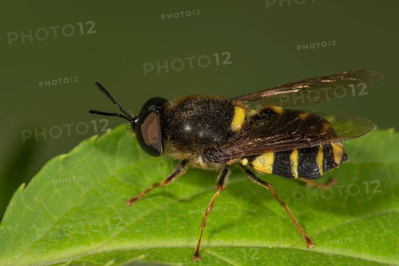 Weapon fly Stratiomys chamaeleon (Stratiomys chamaeleon) on a leaf