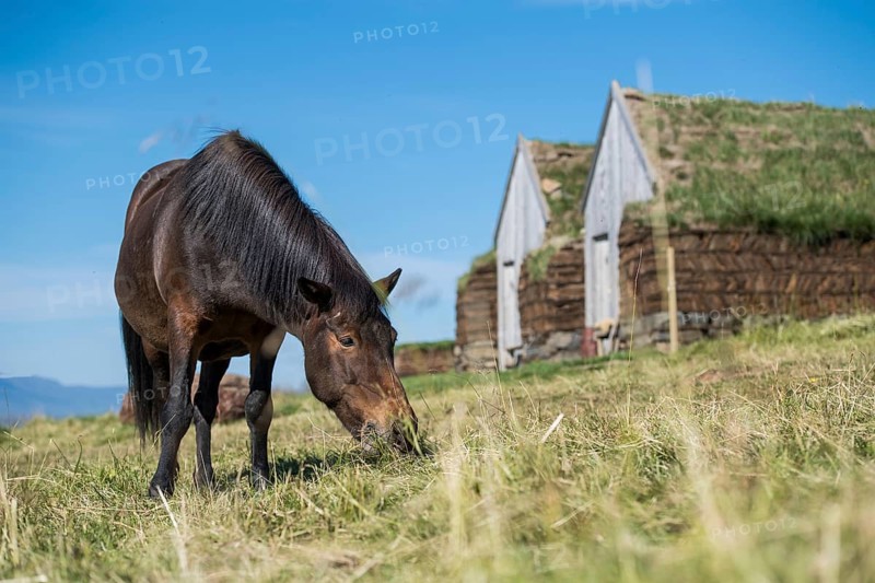 Grazing Icelandic horse (Equus islandicus) in front of horse stable and tool shed in original peat construction