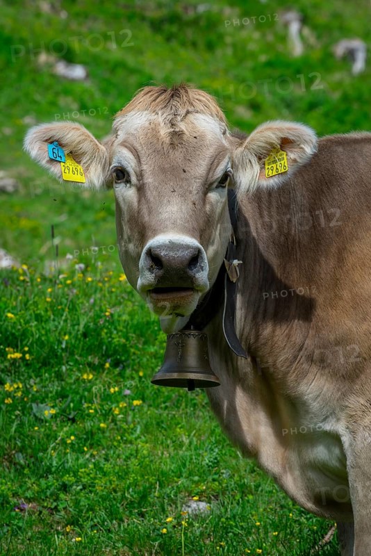 Tyrolean grey cattle on a pasture