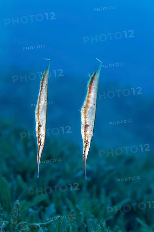 Aeoliscus punctulatus (Aeoliscus punctulatus) swimming over seagrass beds