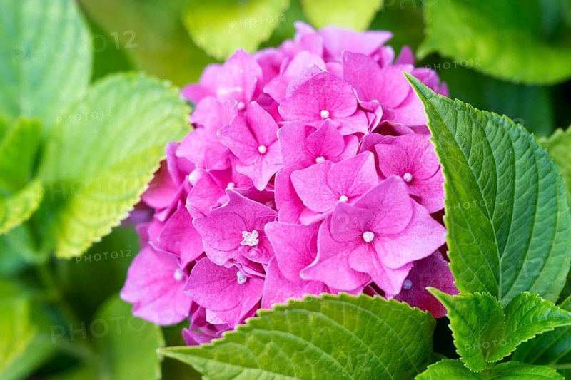 Hydrangea (Hydrangea) macrophylla