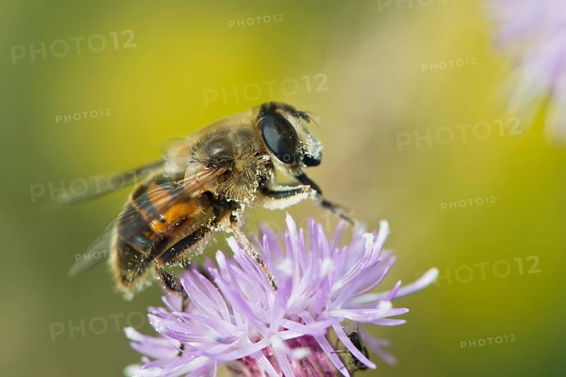 Dronefly (Eristalis tenax)