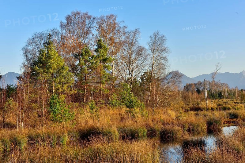 Bog pond with common Common Club-rushes (Schoenoplectus lacustris) and group of trees Common pine (Pinus sylvestris) and Downy birch (Betula pubescens) Grundbeckenmoor Raubling