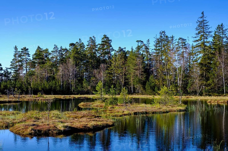 Wildsee