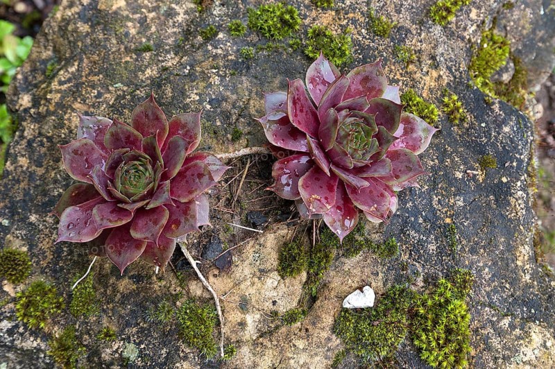 Dachhauswurz (Sempervivum tectorum)