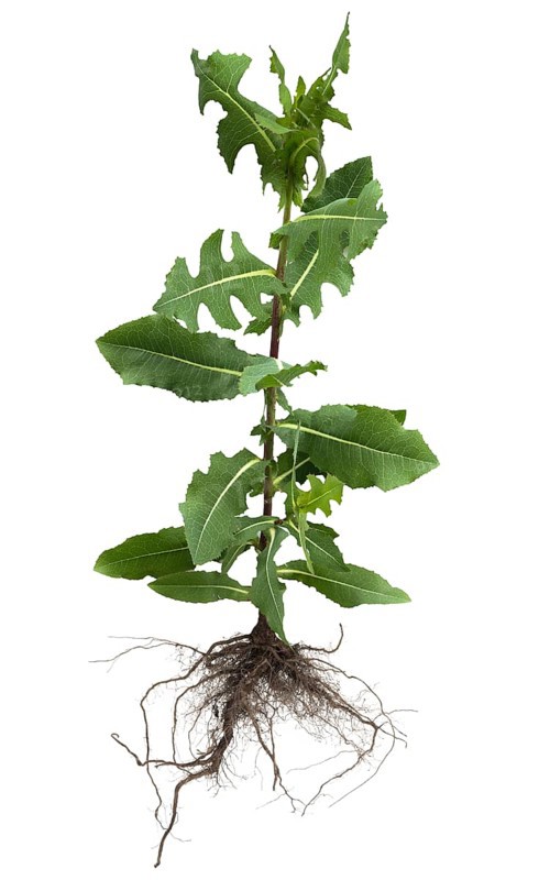Prickly lettuce Lactuca serriola (Lactuca serriola) on white background