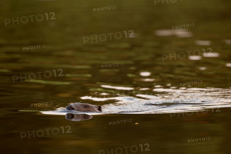Beaver European beaver (Castor fiber) swimming in the water