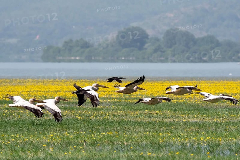 Flying Dalmatian pelicans (Pelecanus crispus) at Lake Kerkini with yellow flowers in the background