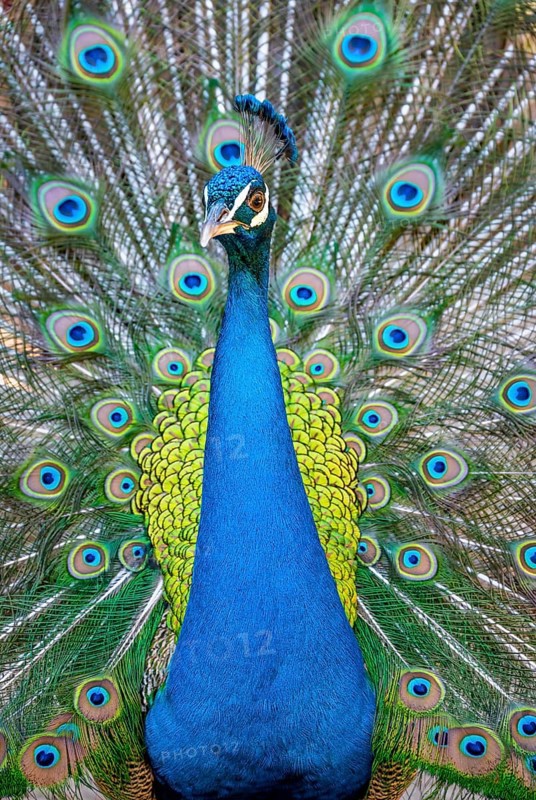 Peacock Indian peafowl (Pavo cristatus) beats wheel